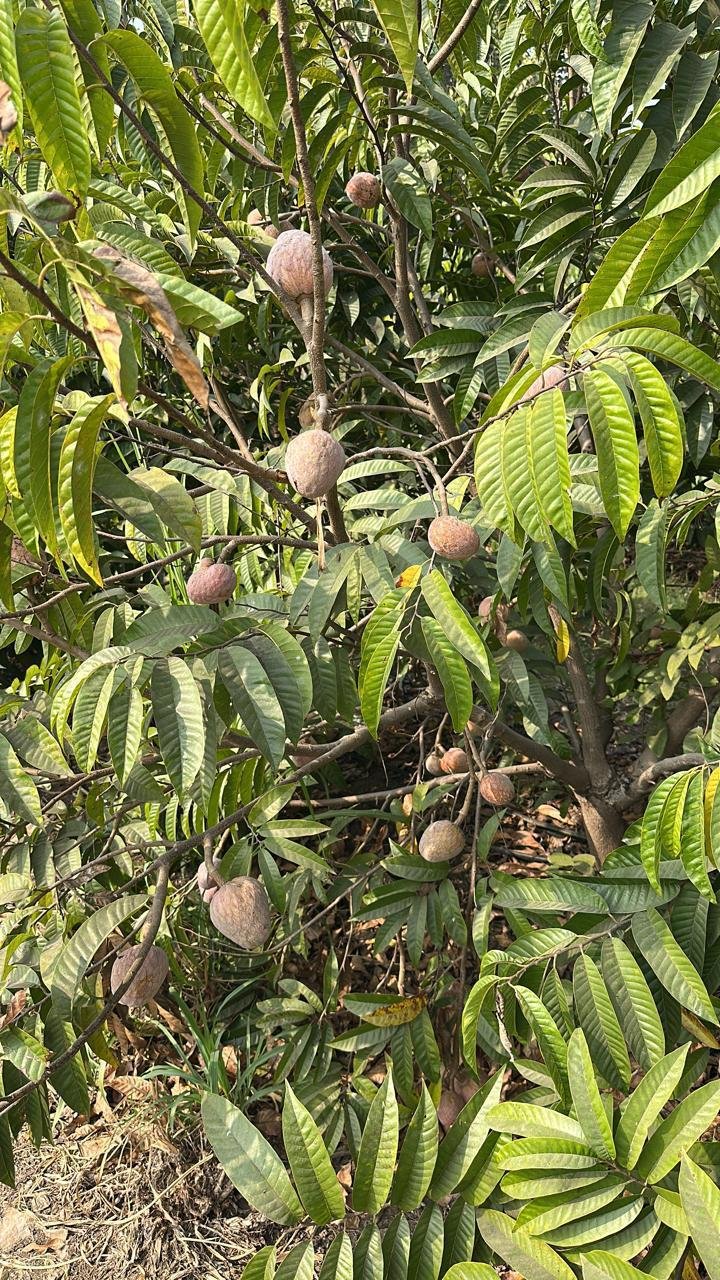 whatsapp image 2026 02 16 at 12.47.17 pm whatsapp image 2026 02 16 at 12.47.17 pm