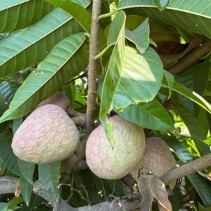 ramphal (custard apple) – farm fresh