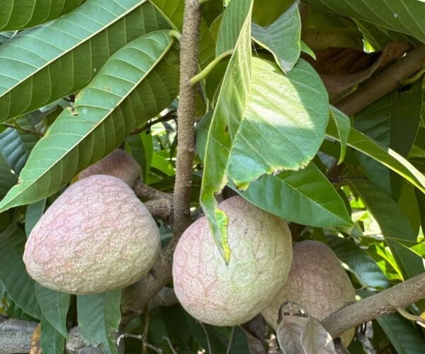 ramphal (custard apple) – farm fresh ramphal (custard apple) – farm fresh
