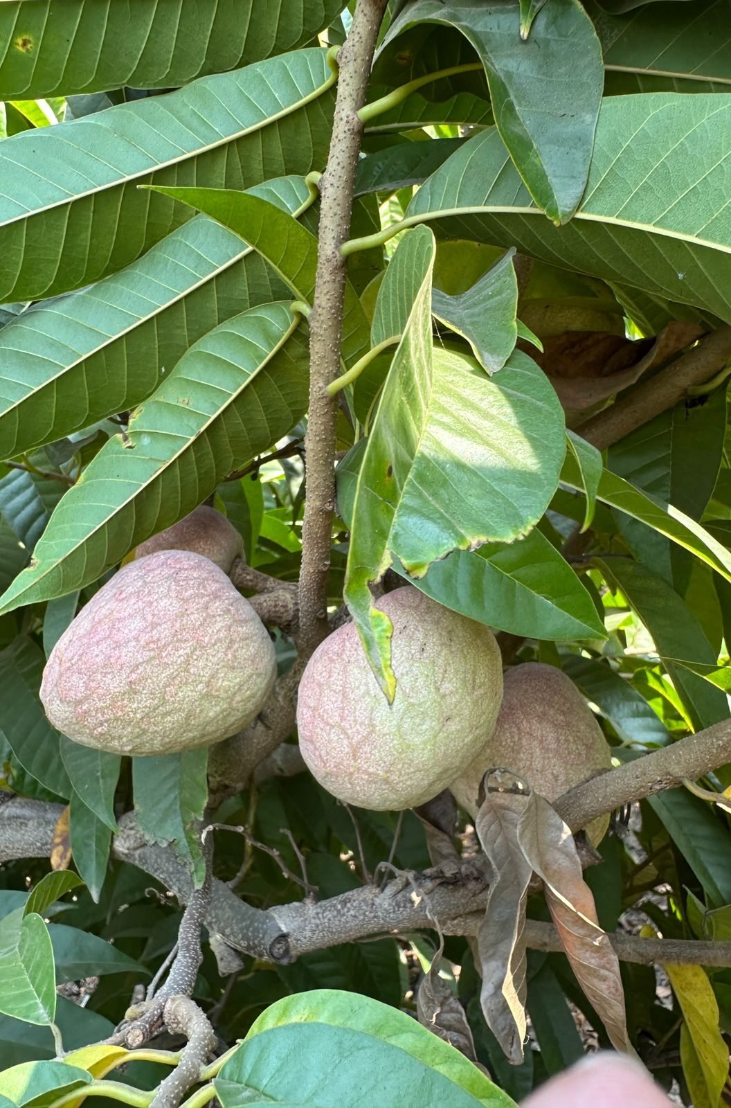 ramphal (custard apple) – farm fresh ramphal (custard apple) – farm fresh
