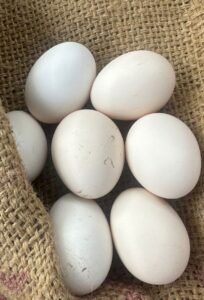 Home fresh gavthi murgi eggs (desi country chicken eggs) – 12 pieces