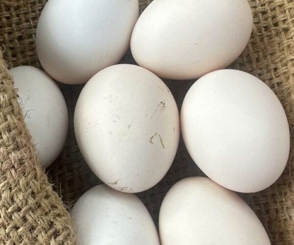 fresh gavthi murgi eggs (desi country chicken eggs) – 12 pieces fresh gavthi murgi eggs (desi country chicken eggs) – 12 pieces