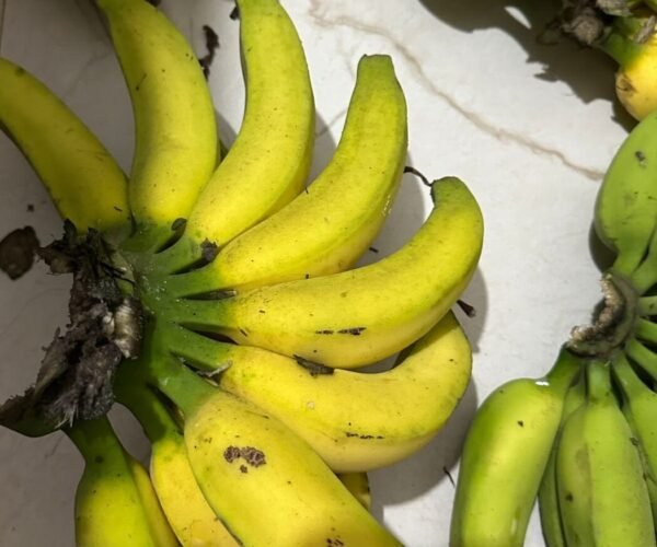 farm fresh banana – naturally grown farm fresh banana – naturally grown