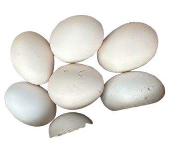 whatsapp image 2026 02 24 at 2.47.38 pm removebg preview