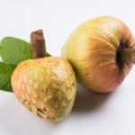 ramphal fruit disadvantages